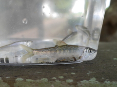 Opsariichthys evolans