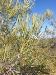 Banksia tricuspis