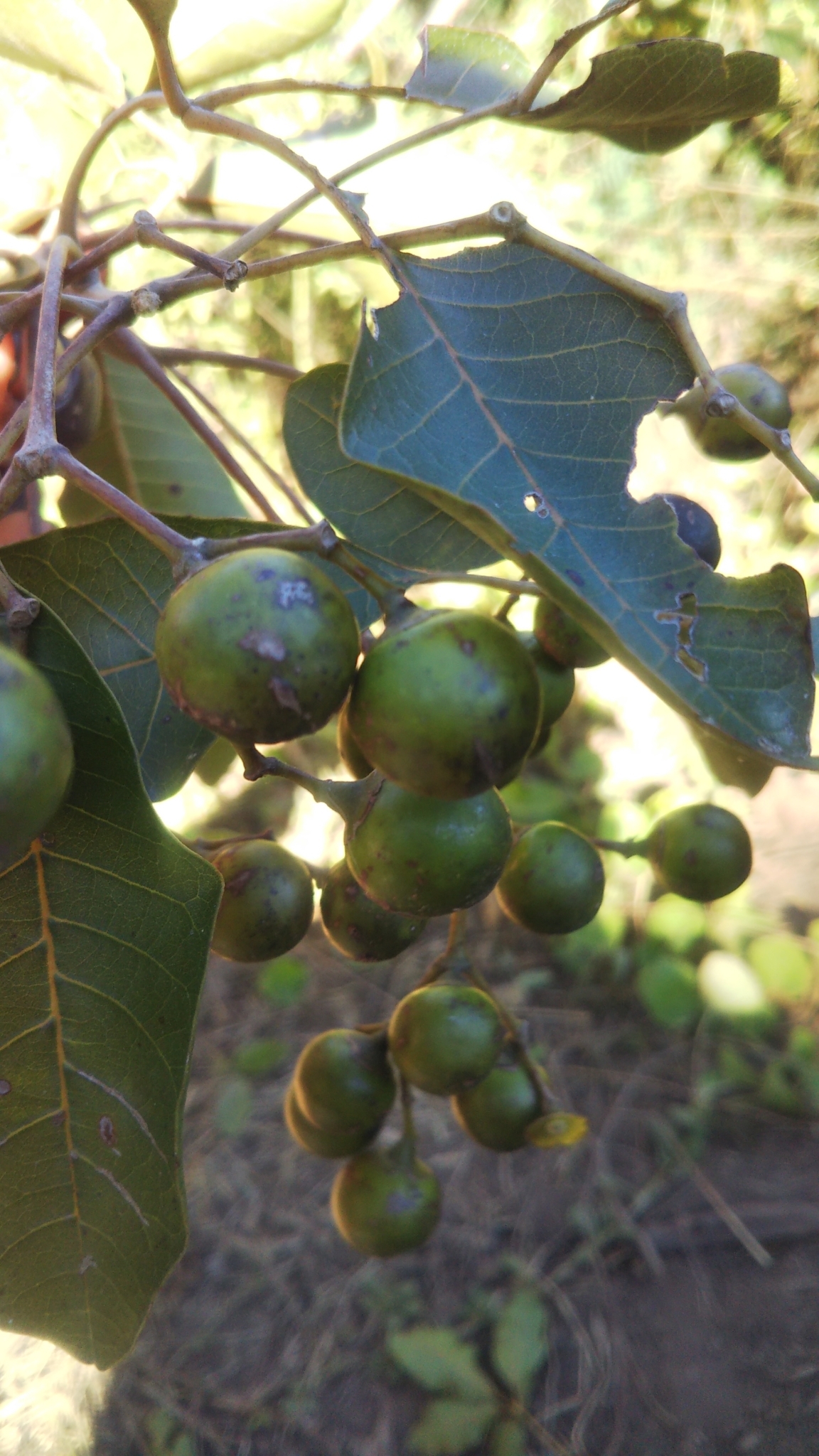 Imagem de Vitex beraviensis