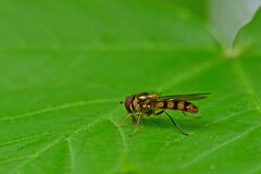 Meliscaeva cinctella