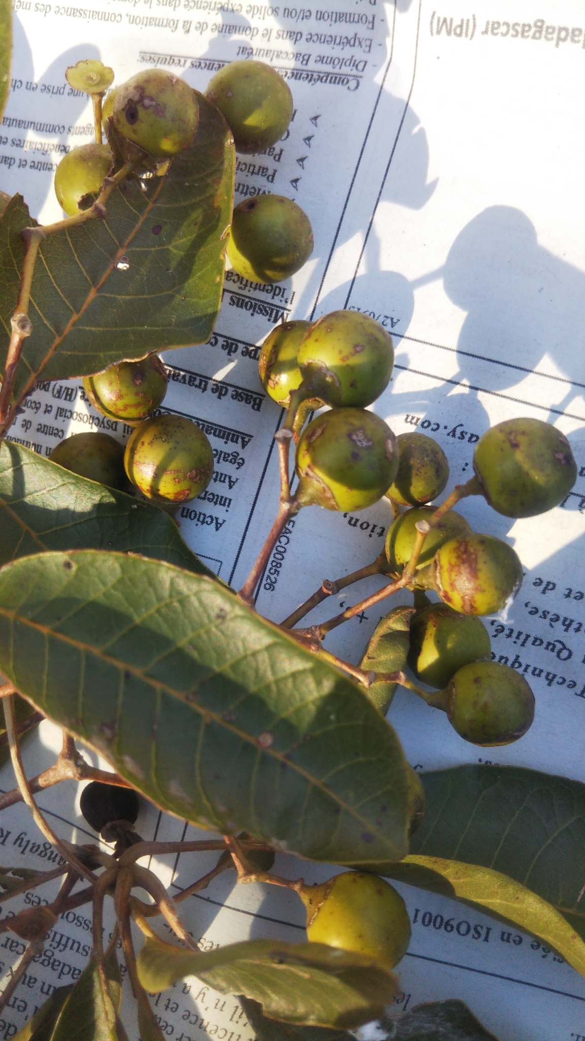 Imagem de Vitex beraviensis