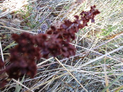 Rumex crispus fauriei