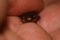 Megadytes