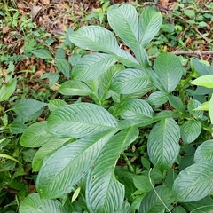 Amorphophallus paeoniifolius