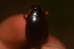 Megadytes