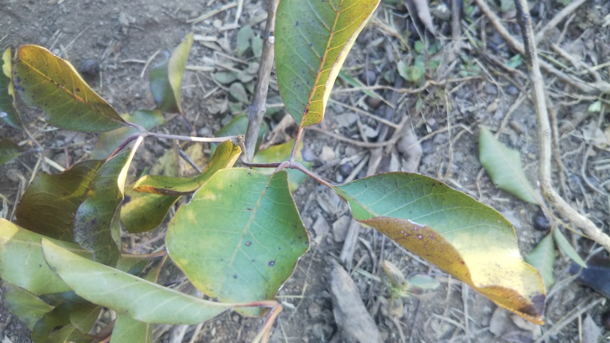 Imagem de Vitex beraviensis