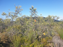 Banksia tricuspis
