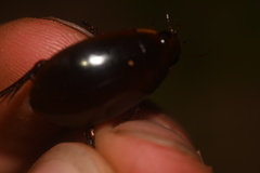Megadytes