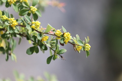 Berberis wilsoniae