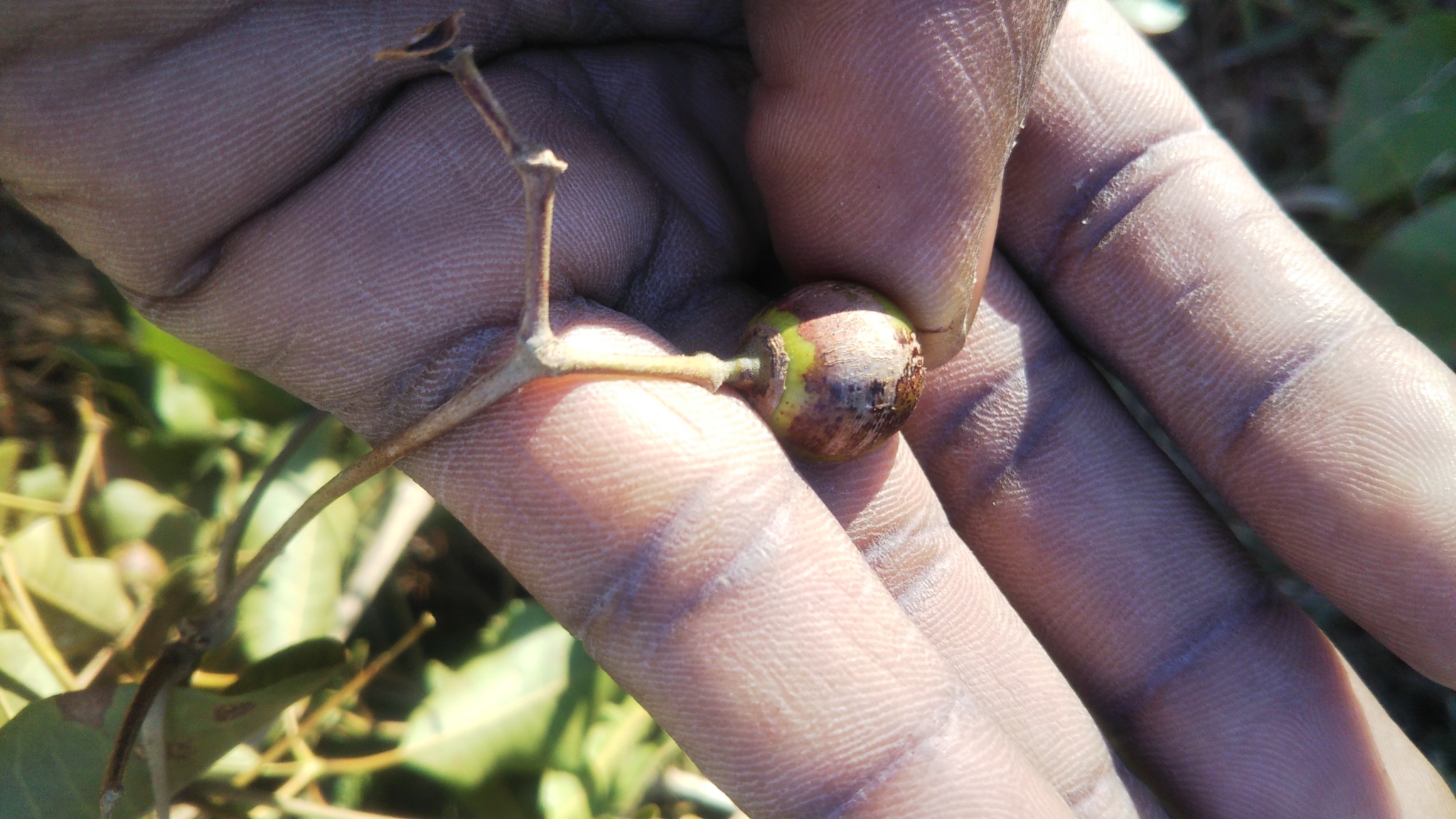 Imagem de Vitex beraviensis