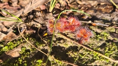 Drosera aberrans