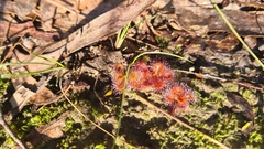 Drosera aberrans