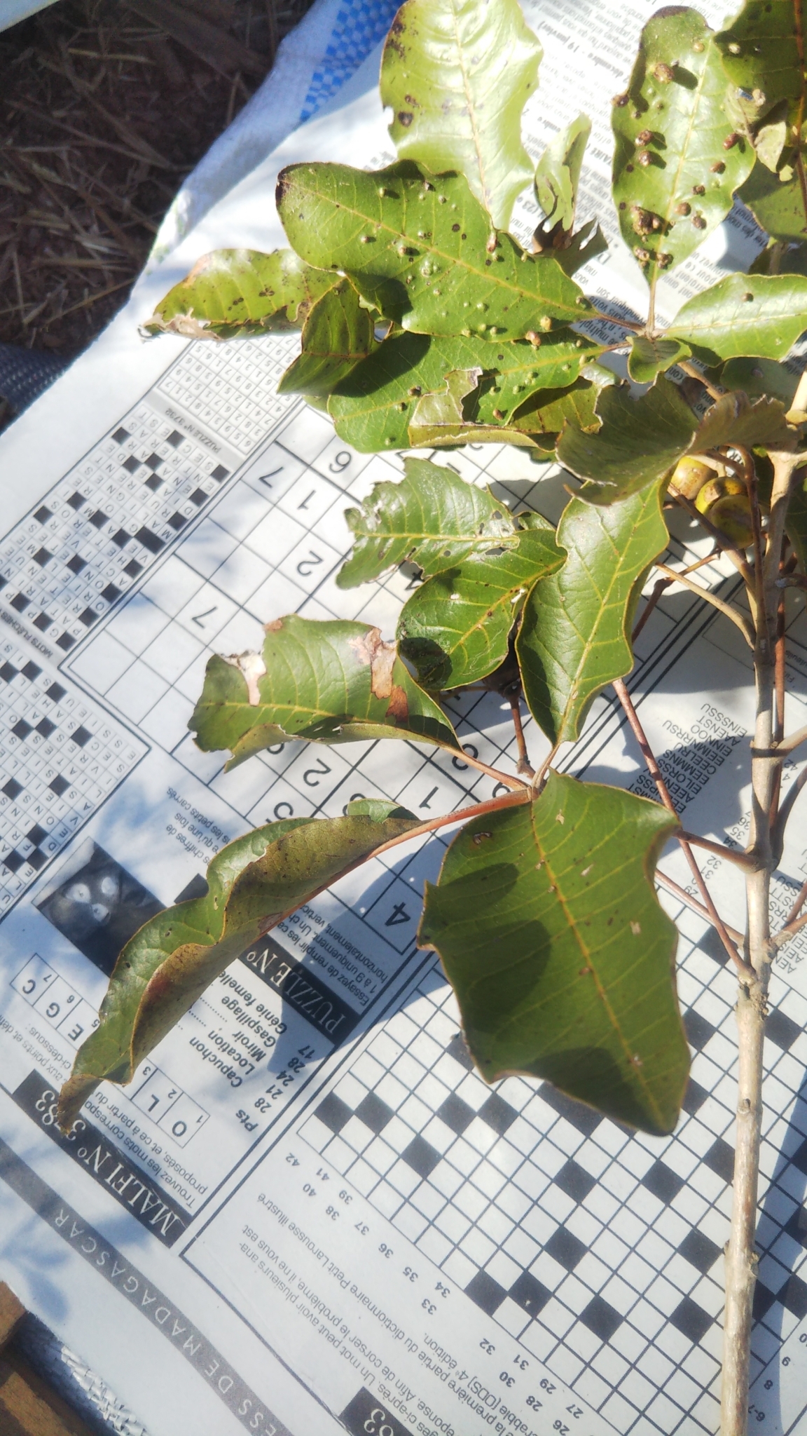 Imagem de Vitex beraviensis
