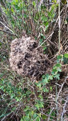 Crematogaster peringueyi