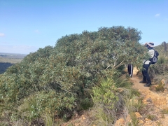 Eucalyptus lateritica