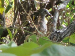 Geopelia placida placida