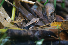 Clinotarsus penelope