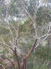 Eucalyptus lateritica