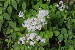Thalictrum acutifolium