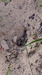 Sylvicapra grimmia