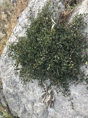 Rhamnus saxatilis
