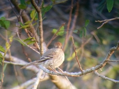 Knipolegus striaticeps