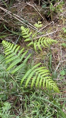 Pteridium aquilinum wightianum