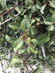 Rhamnus saxatilis