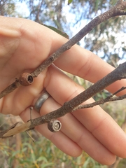 Eucalyptus lateritica