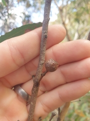 Eucalyptus lateritica