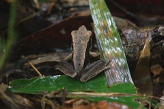 Clinotarsus penelope