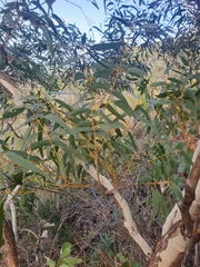 Eucalyptus lateritica