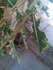 Lactuca serriola