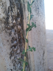 Lactuca serriola