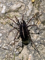 Zachaeus crista