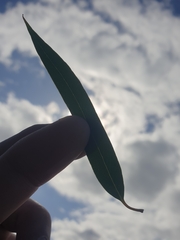 Eucalyptus lateritica