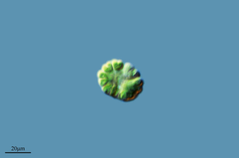 Gymnodinium breve