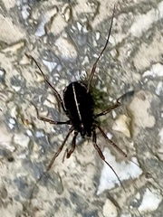 Zachaeus crista