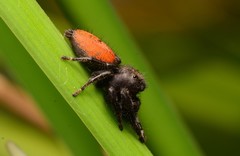 Phidippus texanus