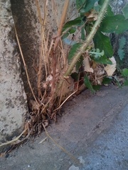 Lactuca serriola