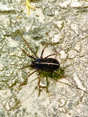 Zachaeus crista