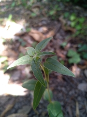 Euphorbiaceae