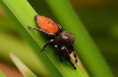 Phidippus texanus