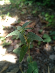 Euphorbiaceae