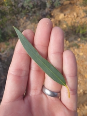 Eucalyptus lateritica