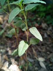 Euphorbiaceae