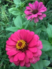 Zinnia elegans