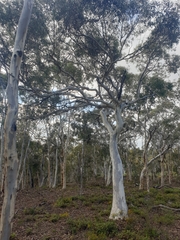 Eucalyptus wandoo