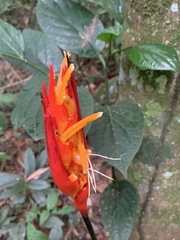 Heliconia densiflora