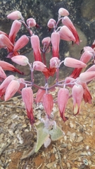 Kalanchoe gastonis-bonnieri image